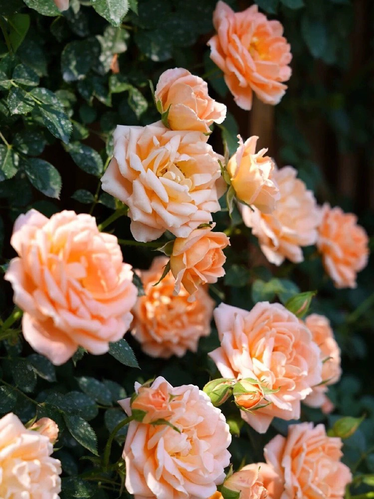 甜梦藤本月季花大苗四季橙黄色小花阳台露台爬藤花卉植物庭院蔷薇