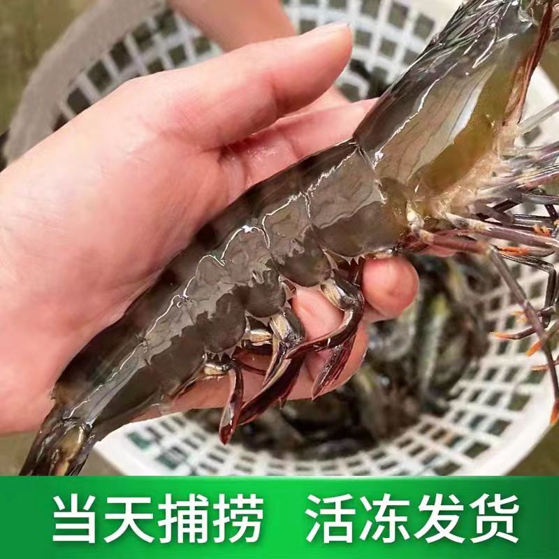 青岛当地野生巨大号黑虎虾一斤6-8只到手3斤18-24只顺丰包邮