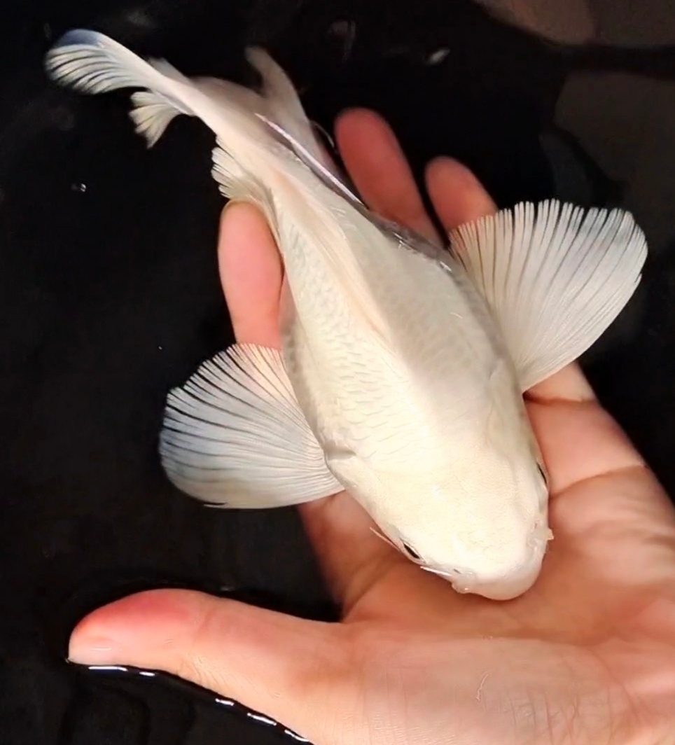 白蝴蝶鲤20－35cm