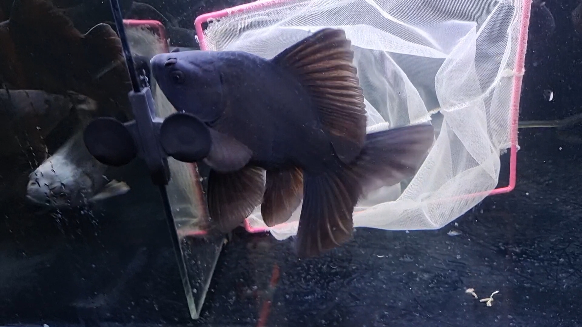 黑色蝴蝶鲤18cm-40cm