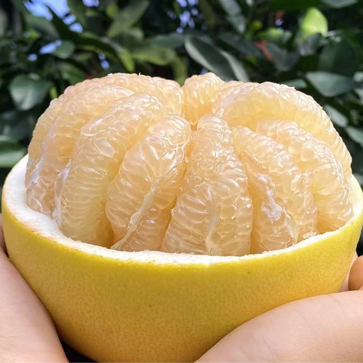 【大表姐推荐】白心柚2个大果