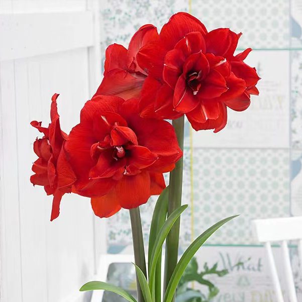 【阿涛专属】朱顶红 双皇/国王 7+国产自然球重瓣球根花卉