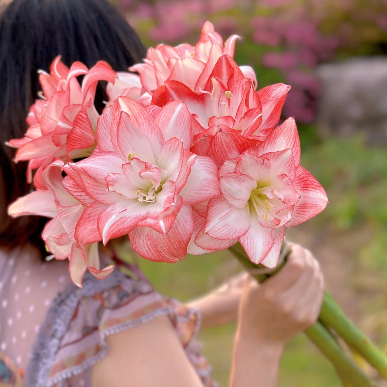 【阿涛专属】朱顶红 花孔雀 6+国产自然球重瓣 球根花卉爆花品种