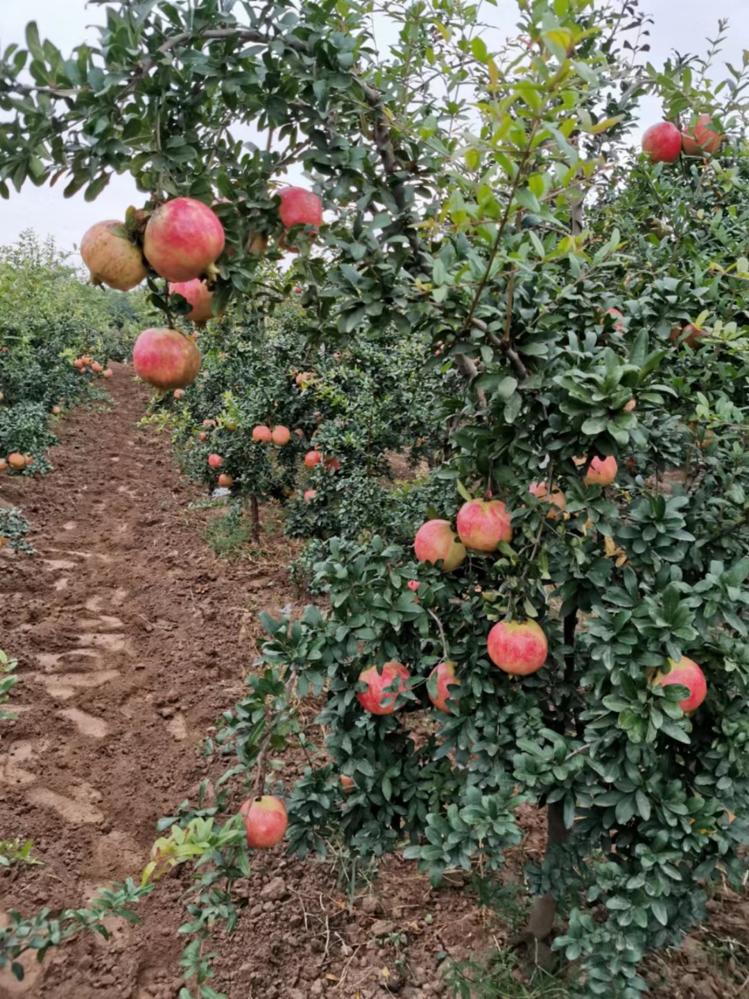 造型盆景绿植园艺丛林老桩一物一拍