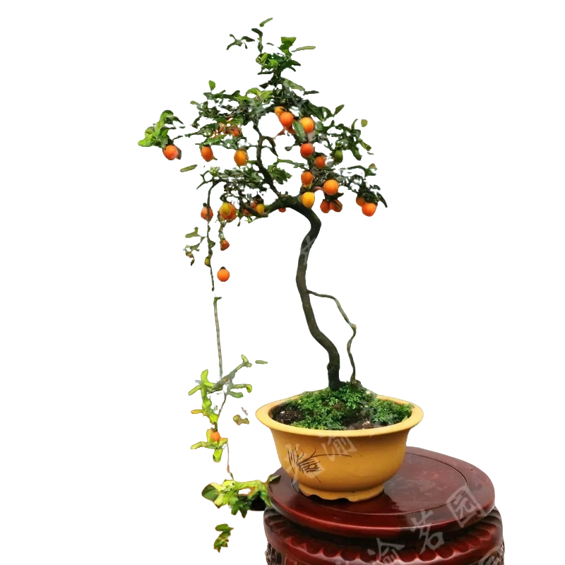 金弹子直播间   一物一拍    灌木金弹子