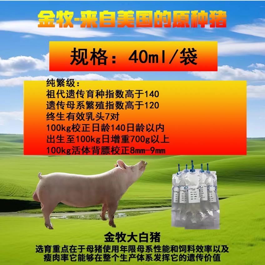 金牧蓝耳双阴.大白.纯繁级猪精.进口美国Acuity(华特希尔基因)