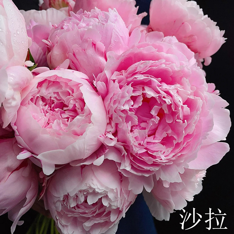 沙拉优选芍药花苗 粉色切花品种品种高丰花品种