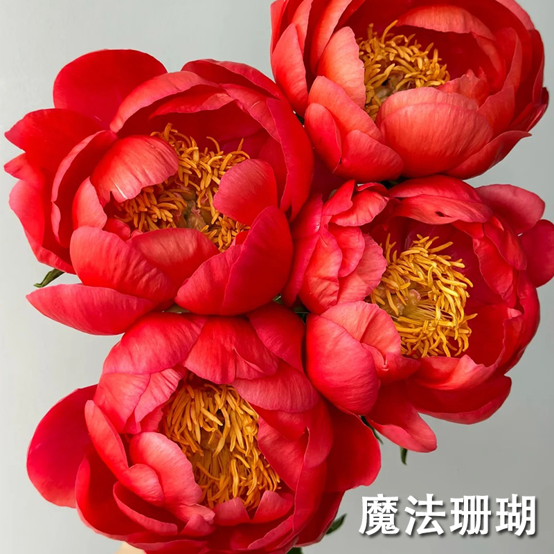 魔法珊瑚芍药及早期花径极大香浓亮红色进口品种观赏重瓣庭院盆栽