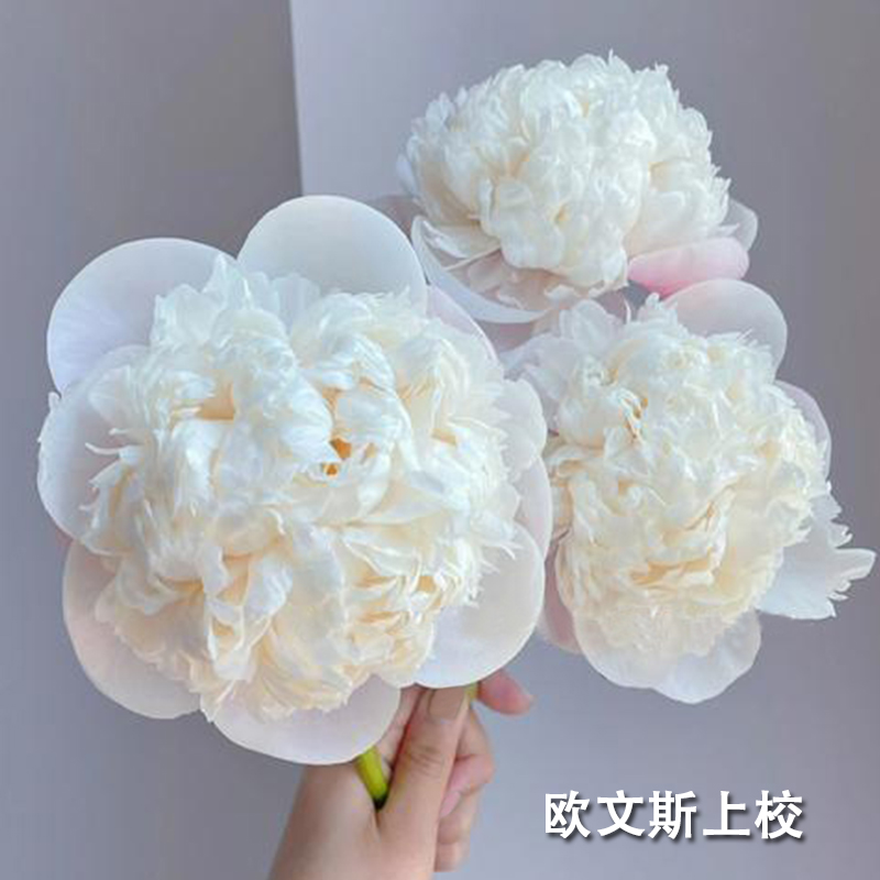 欧文斯上校荷兰进口芍药粉白色系早花期长品种正品观赏重瓣花卉
