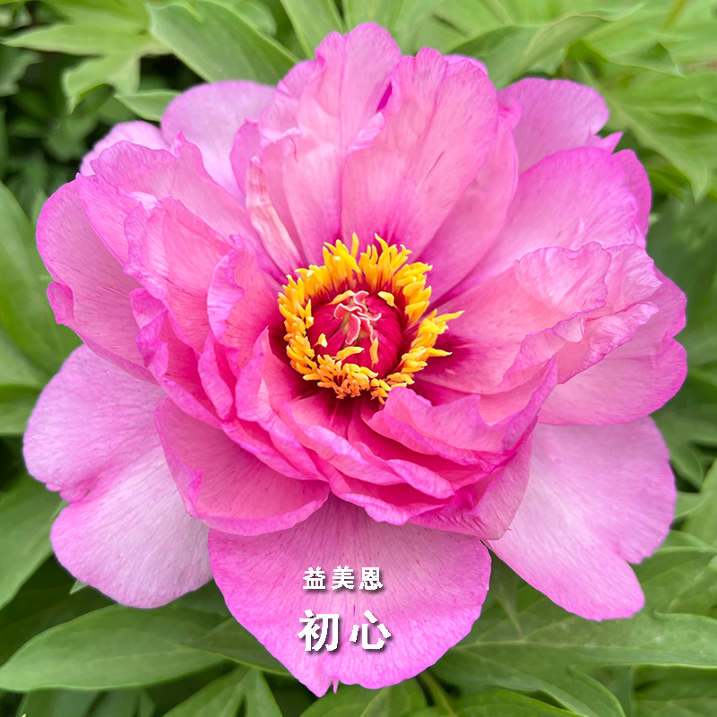 初心芍药伊藤芍药粉蓝色有香味长势强劲抗病性好观赏花园庭院花卉