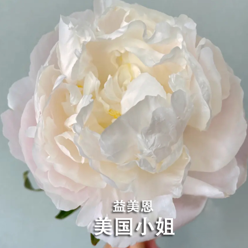 美国小姐芍药花苗粉白色大花品种进口观赏重瓣园庭院盆栽花卉绿植