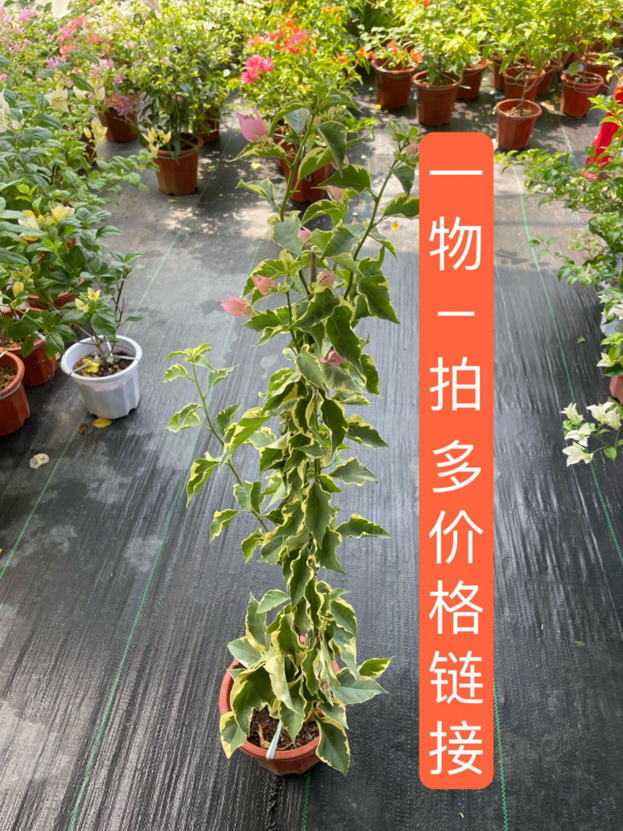 三角梅勤花品种（一个月内不要换盆）