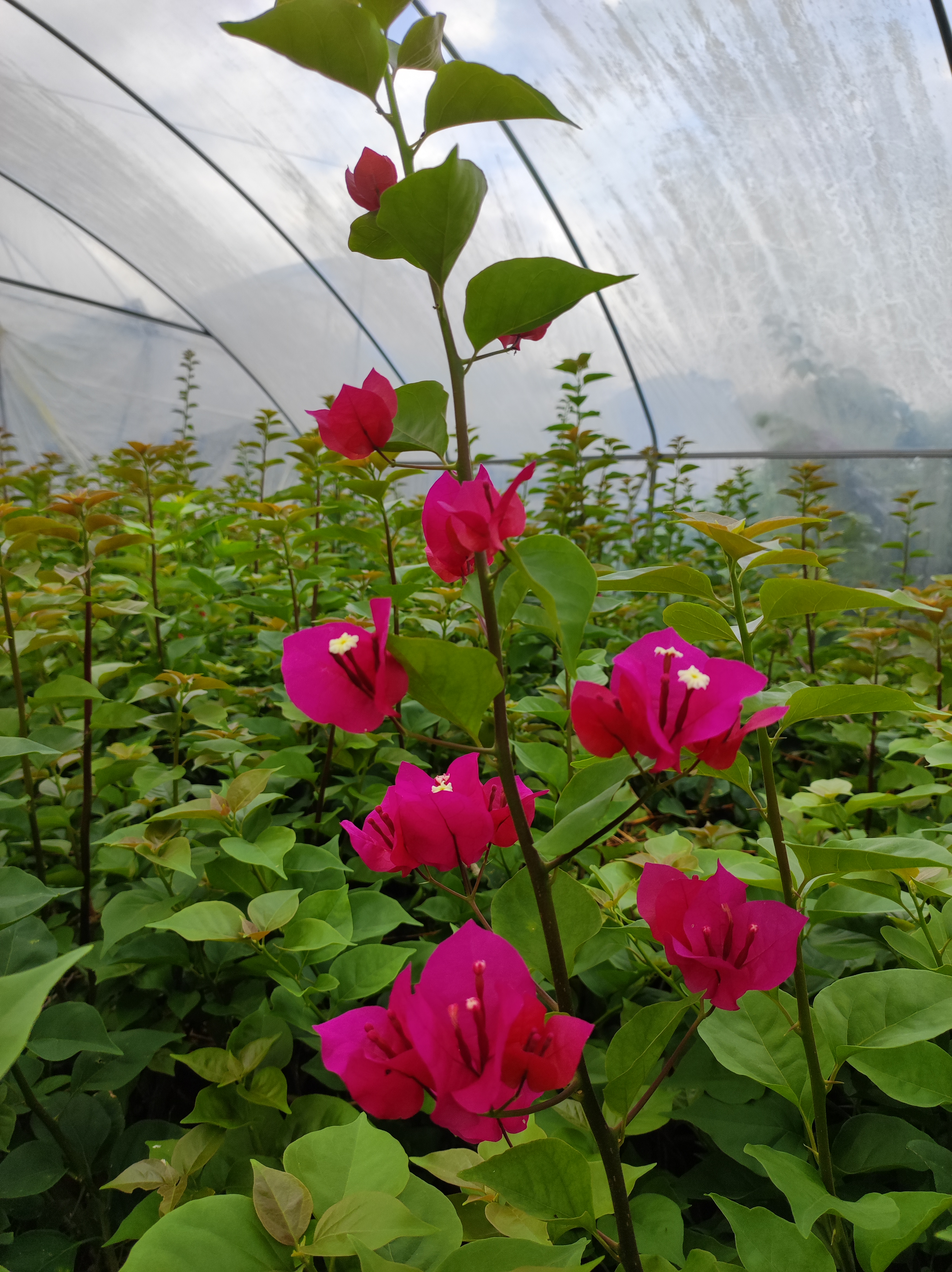 超级福袋品种盆苗一棵