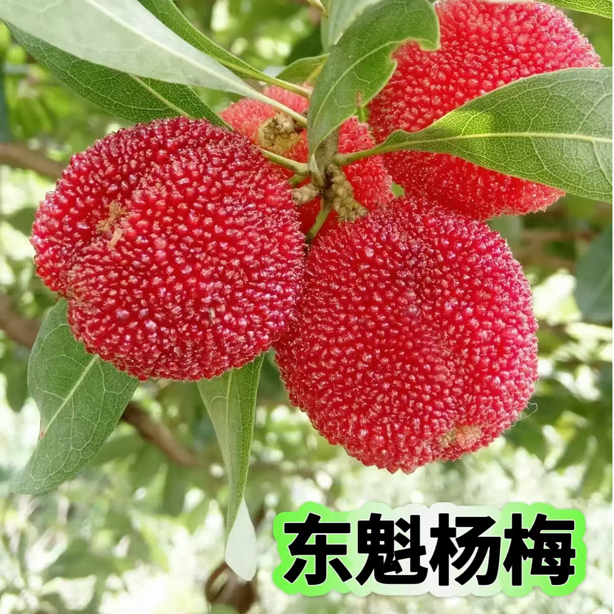 平攸苗东魁杨梅黑炭杨梅盆栽地栽杨梅苗大果杨梅盆栽杨梅