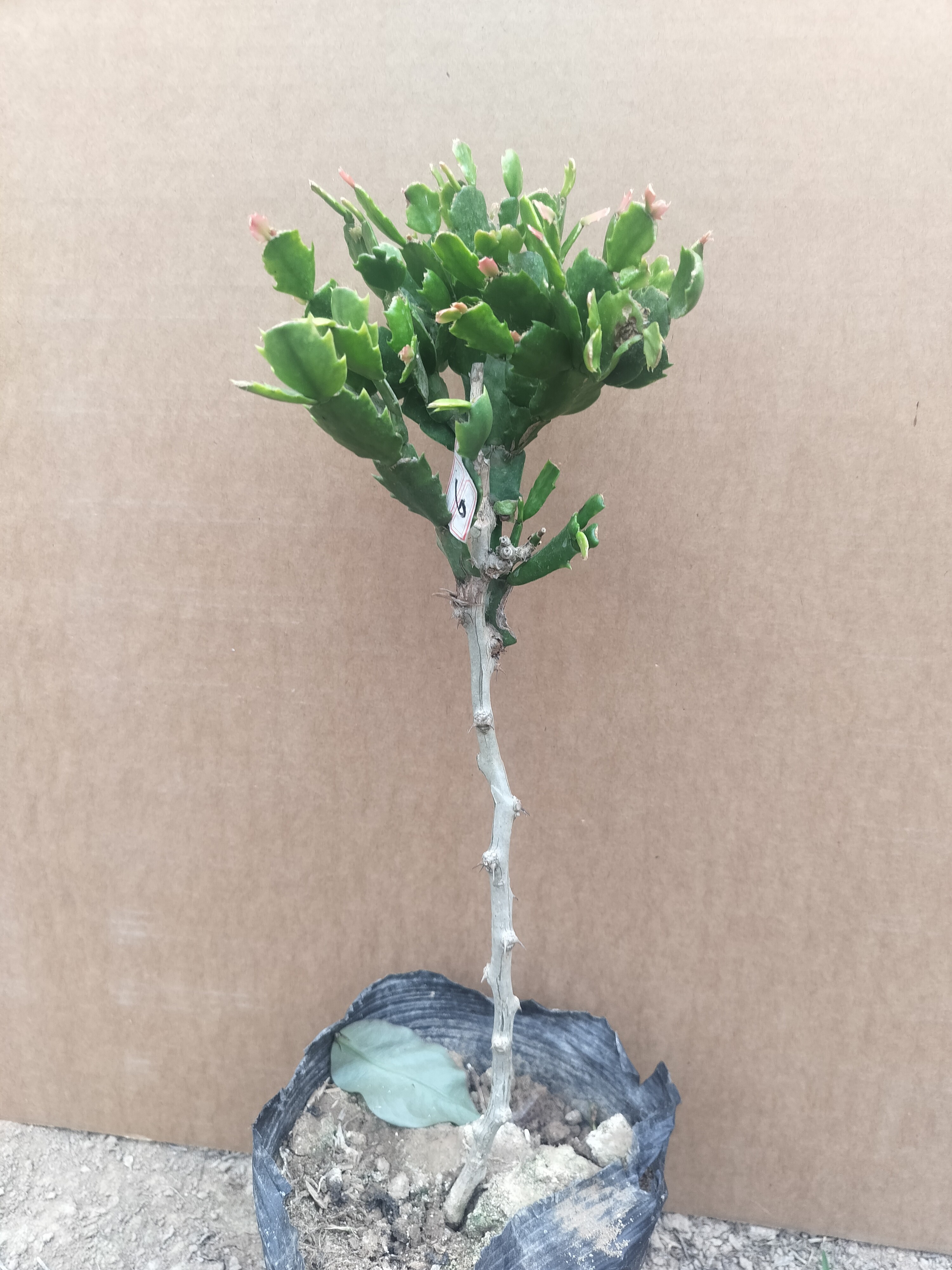 一层叶仙嫁接蟹爪兰一物一拍