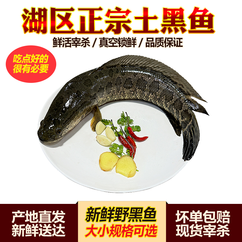 原生态野外黑鱼鲜活鱼现杀新鲜乌鱼财鱼炖汤术后滋补炖汤黑鱼片