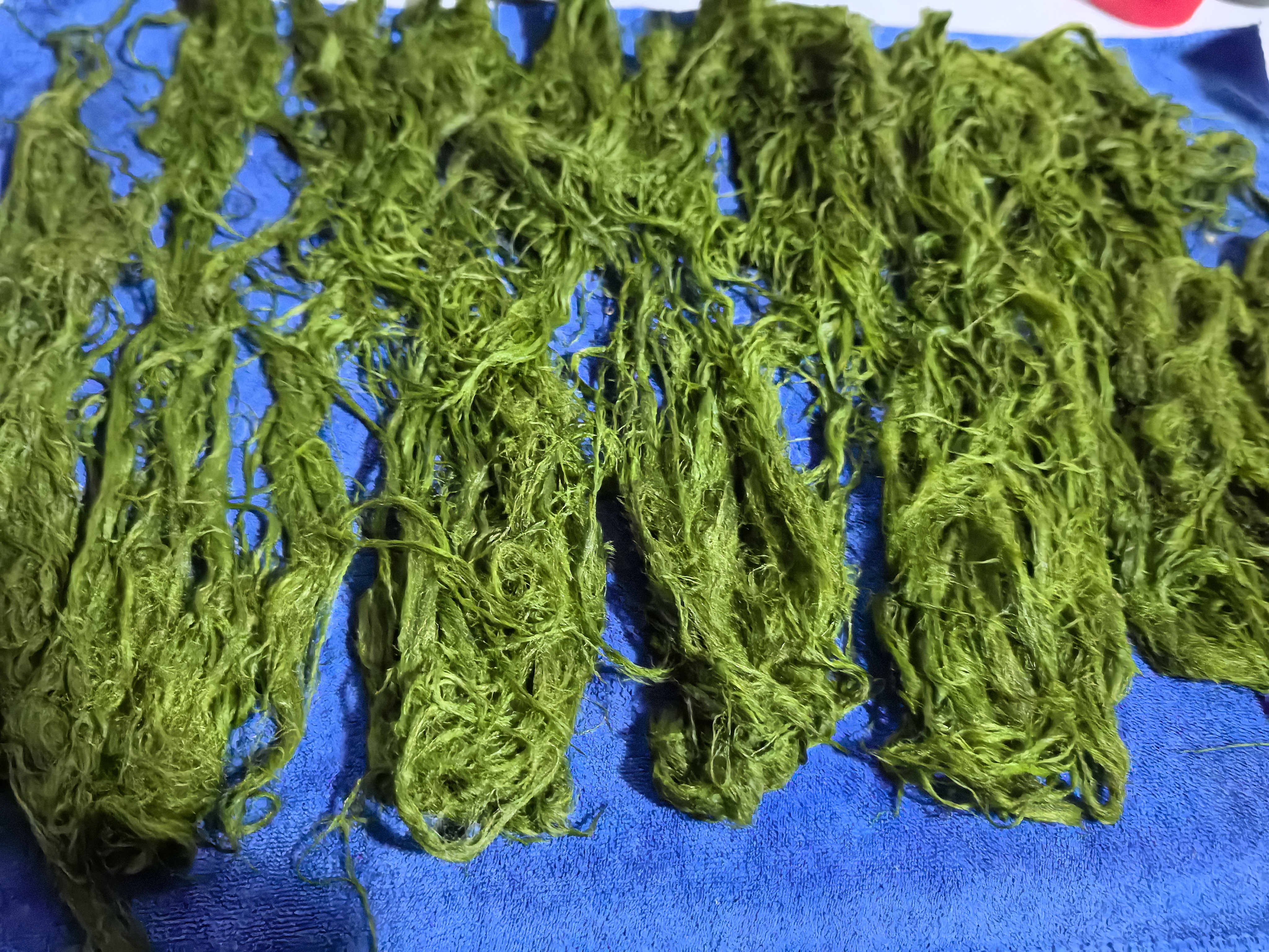 新鲜马尾青苔主钓鲫青草鳊雅鱼裂腹鱼冲钓饵
