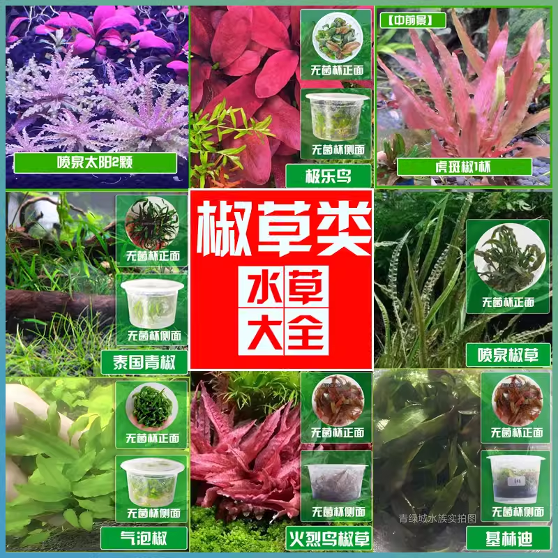 L椒草老虎椒龟缸鱼缸阴性水草水下叶草缸造景迷你火烈鸟极乐鸟D