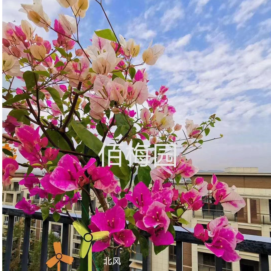佰梅园 漳州红樱三角梅扦插袋苗