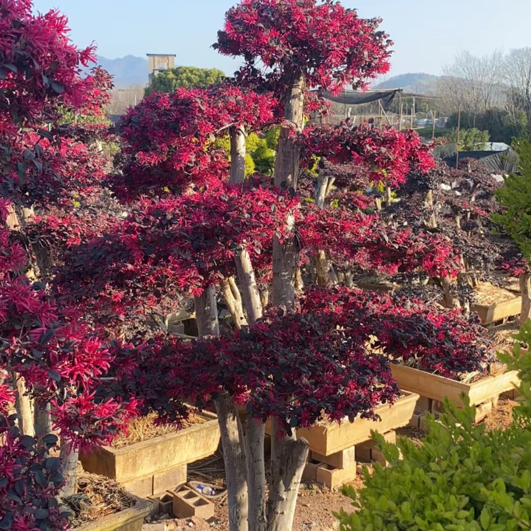 红花檵木老桩造型树四季不落叶春季秋季开花红色花景观树庭院