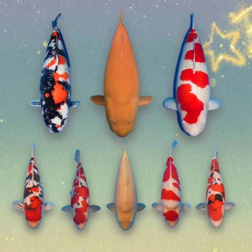 金池锦鲤——九纹龙红白三色赤目芥子锦鲤鱼 