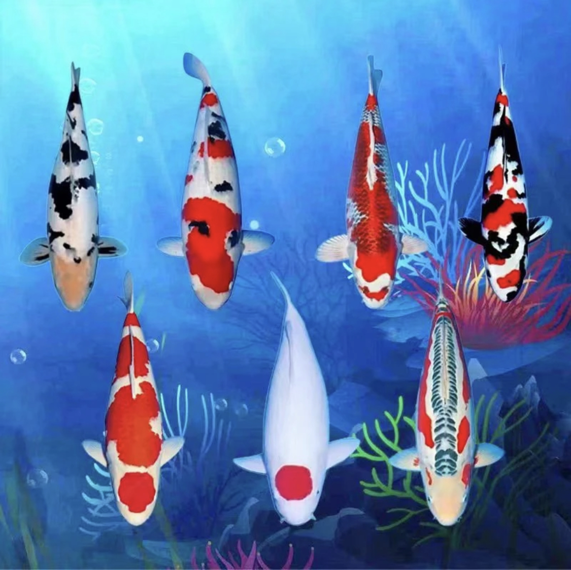 金池渔场精品观赏鱼