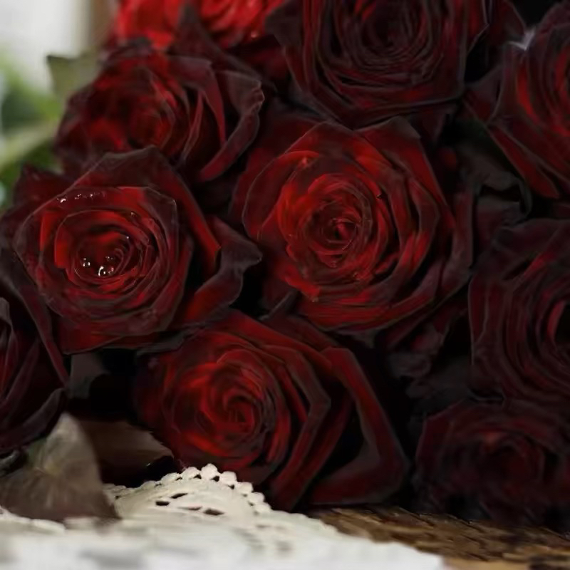 顺丰包邮！黑巴克大花浓香灌木月季