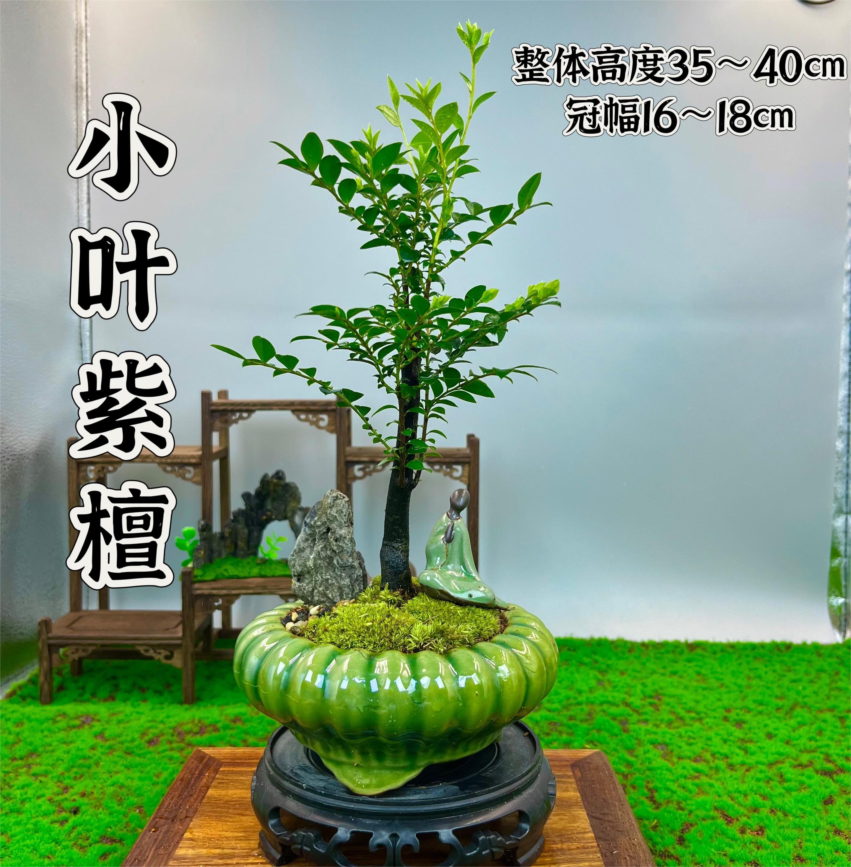 小叶紫檀禅意盆景黑骨茶室内盆栽好养易活茶室微景观绿植植物