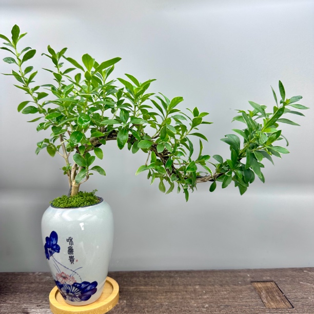 微型六月雪带花盆桌面迷你小盆栽精致好养绿植微盆景植物室内盆栽