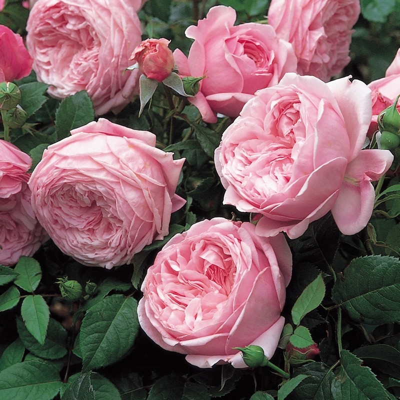 欧月爬藤月季大苗地栽盆栽自由精神粉色大花浓香型月季多季开花