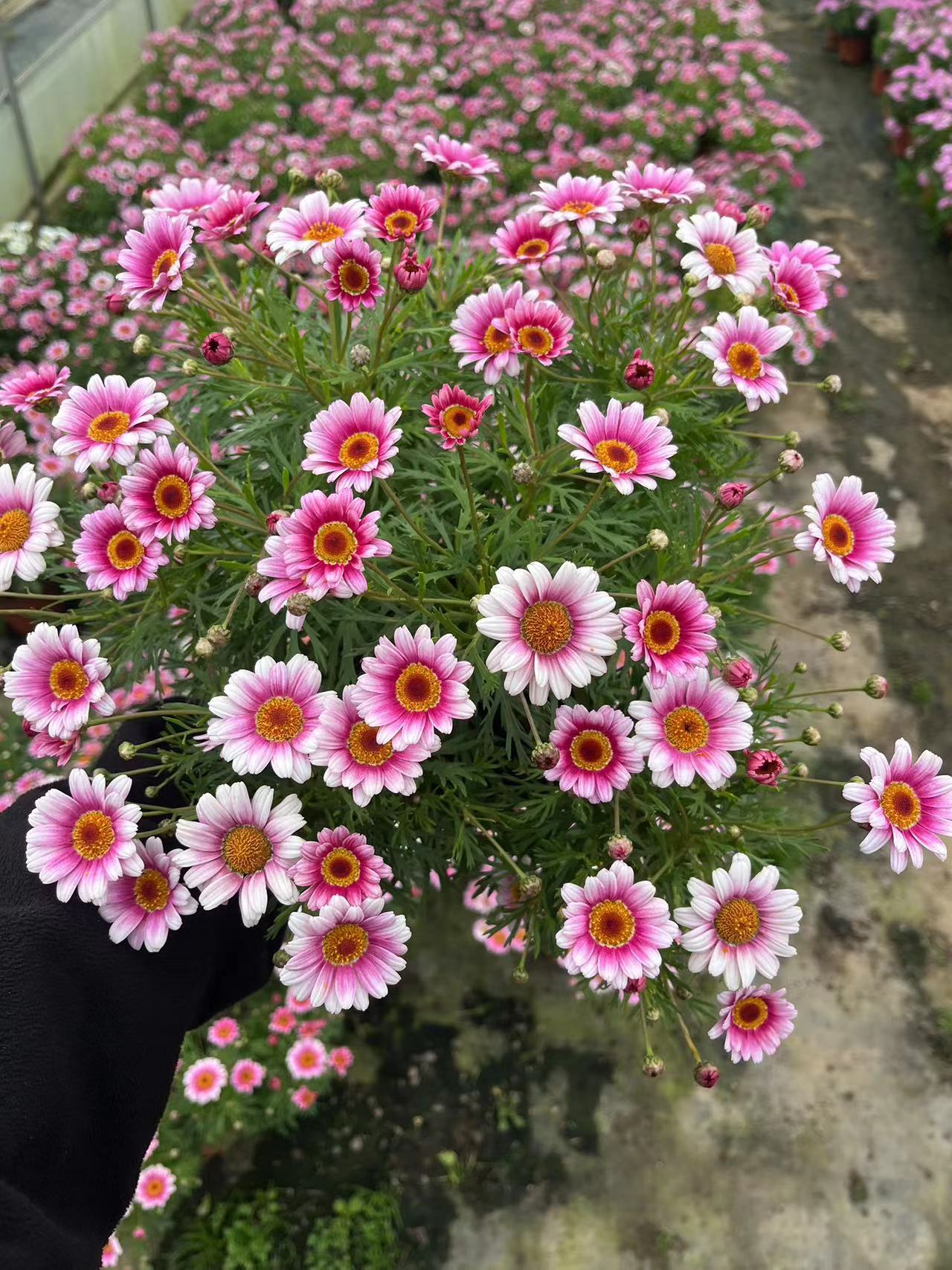 精品玛格丽特桃花粉盆栽四季开花庭院阳台美观开花机器多年生养护