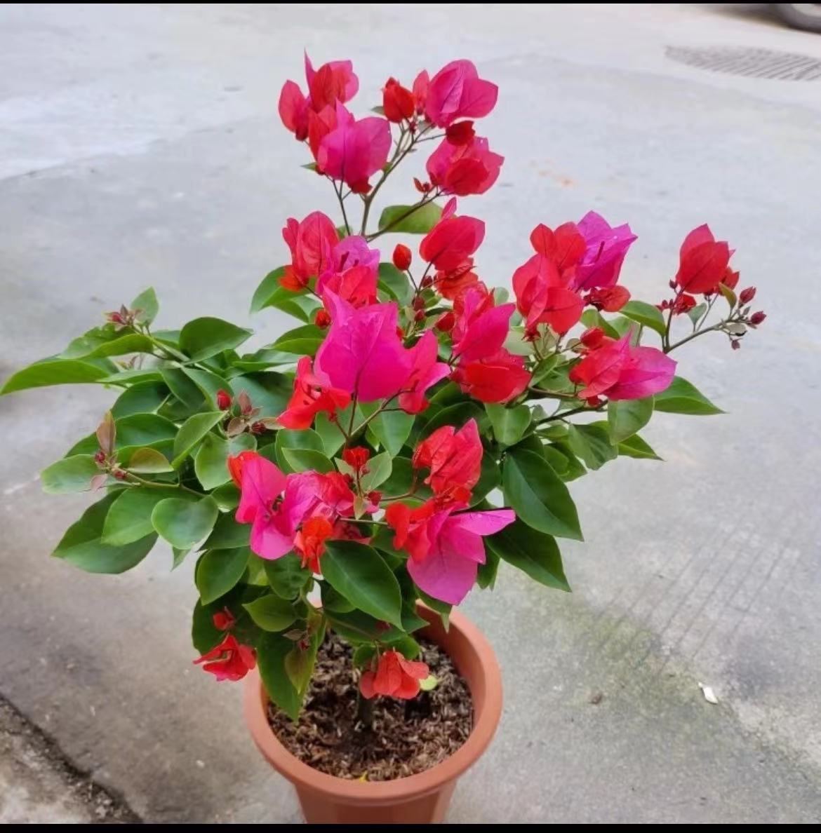 【四季同安红】三角梅可爬藤可垂丝带花带盆发货绿植网红热门品种  