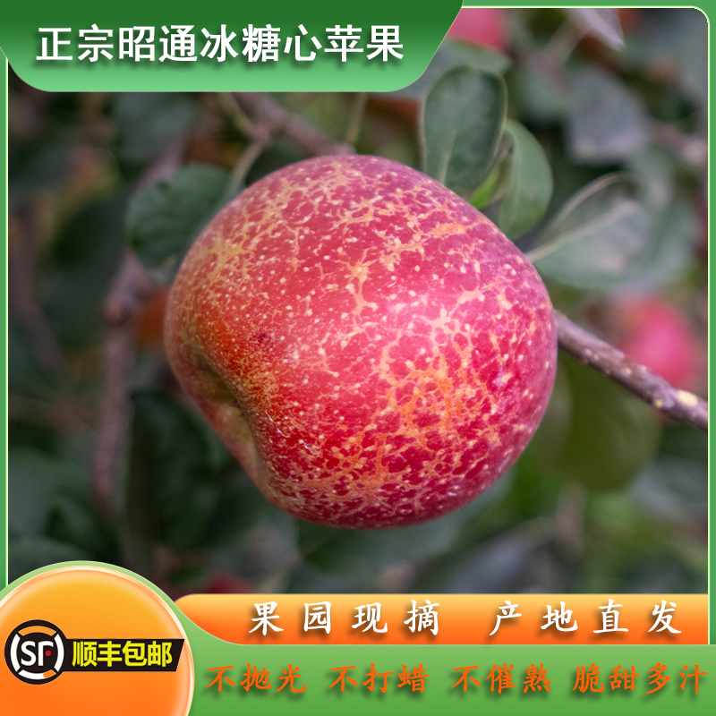 昭通苹果冰糖心丑苹果水果直播糖心苹果产地直发现摘现发顺丰包邮