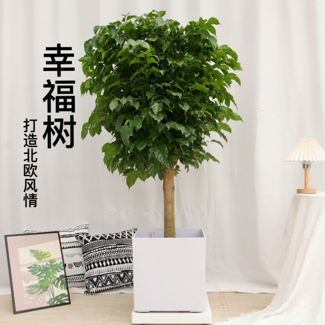 丛生幸福树 单杆棒棒糖绿宝 网红室内·大型绿植
