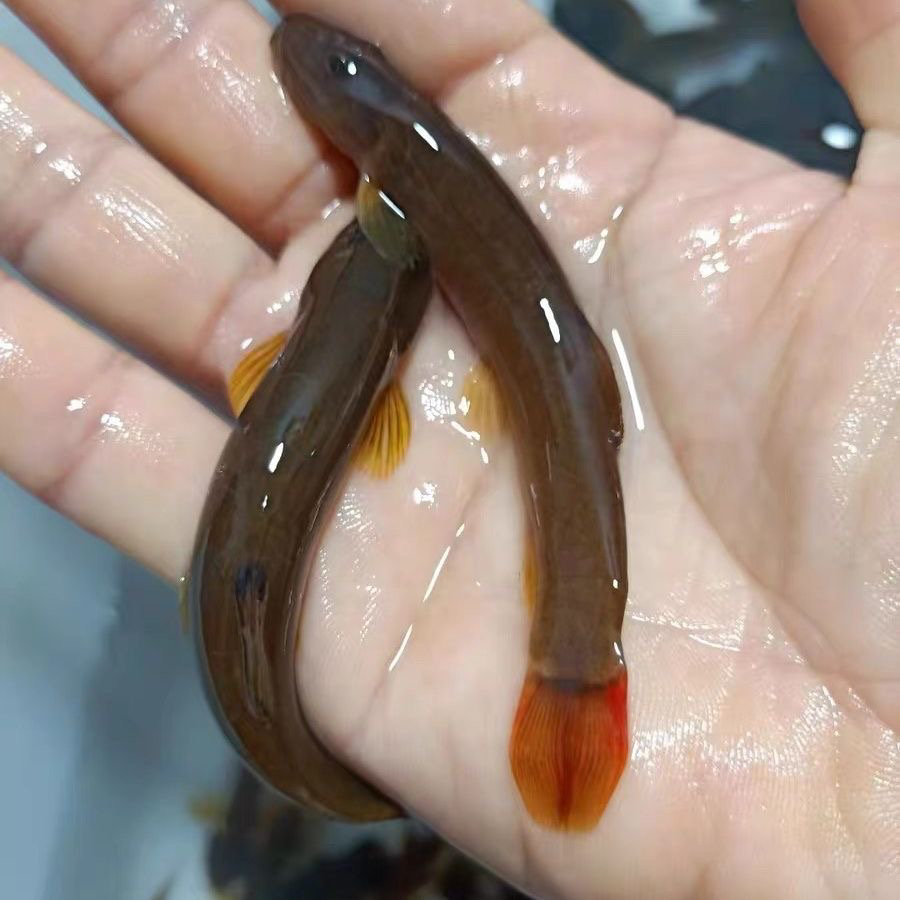 红尾鳅观赏鱼冷水清道夫泥鳅清理鱼缸吃垃圾工具鱼除藻小体型好养