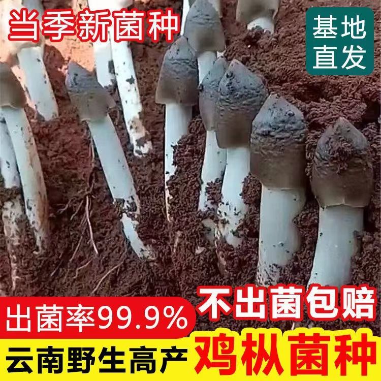 鸡枞菌原种 子菌包高产白蚁菌伞把菇三塔菌鸡肉菌夏至菇四季可种