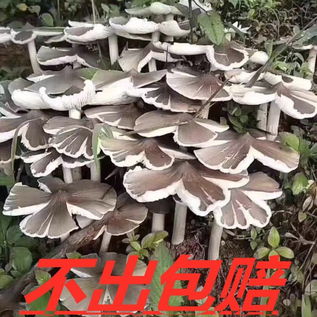 云南特产鸡枞菌种包培育伞把菇三塔菌荔枝菌庭院菌包户外人工种植