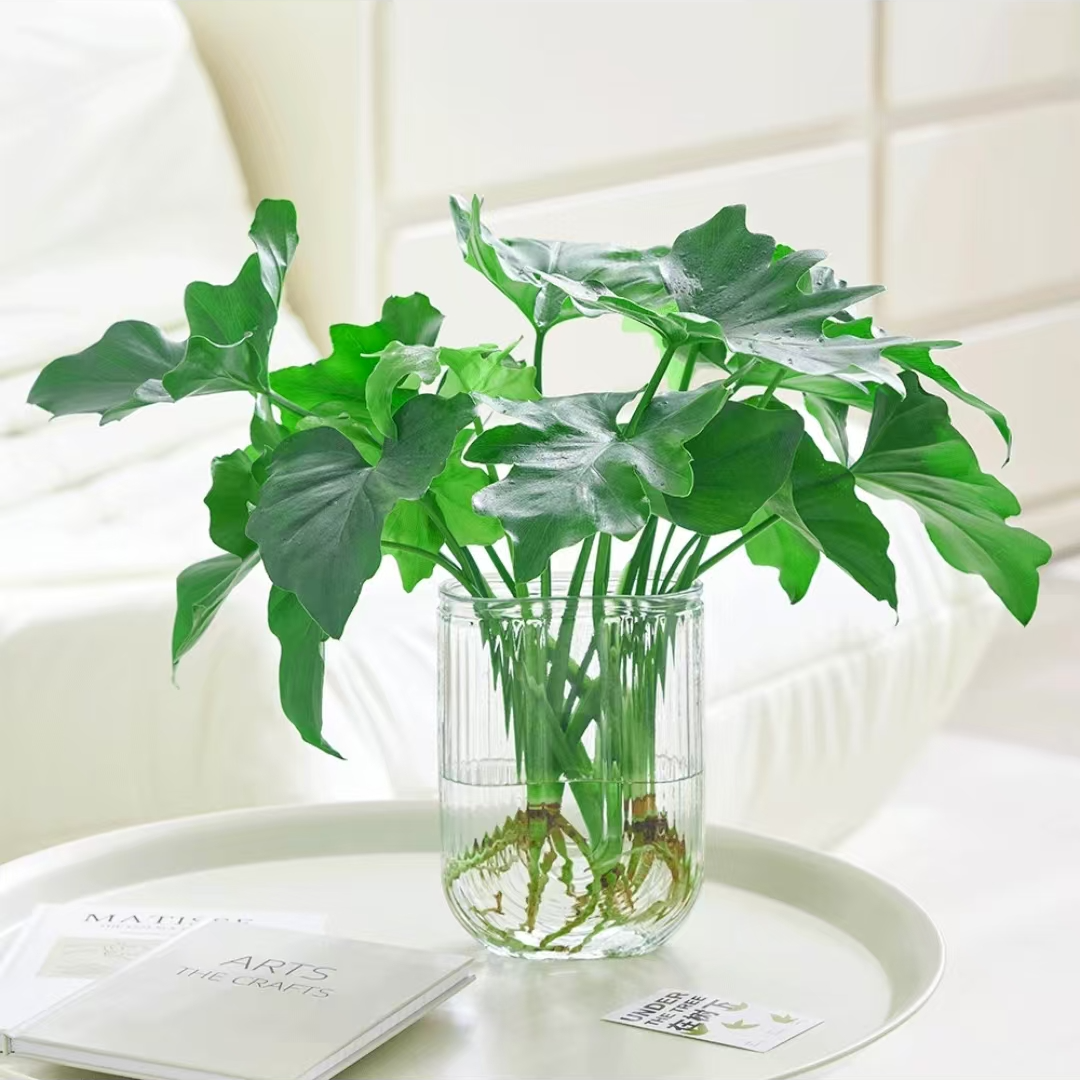 水培春羽盆栽春雨大叶室内花卉四季常绿观叶植物耐寒办公桌绿植