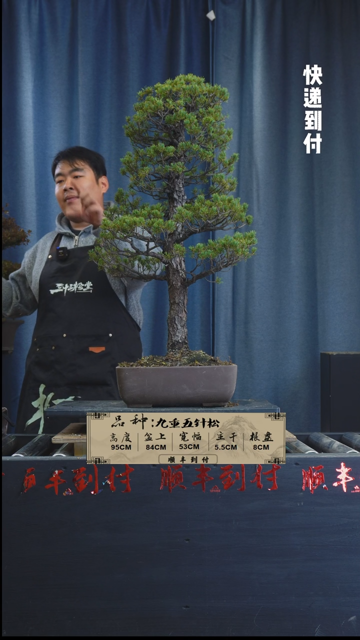 【闪购商品】1Z486九重五针松 不包邮