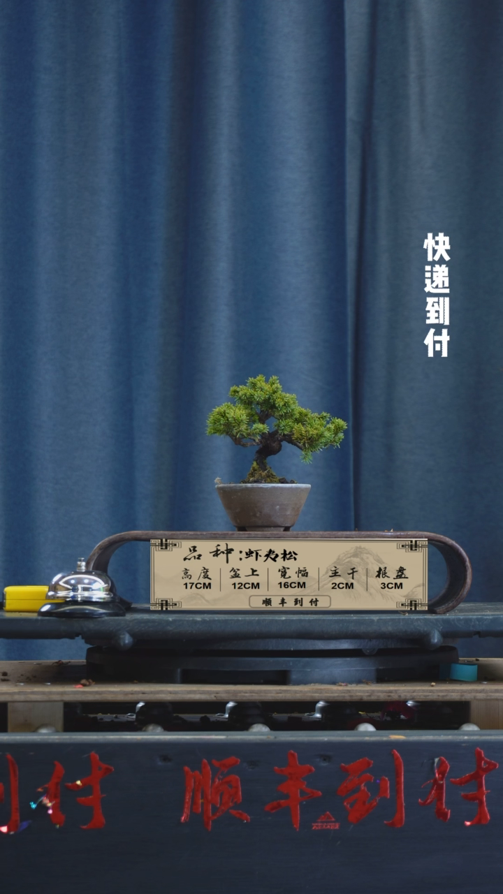 【闪购商品】1F937虾夷松 不包邮