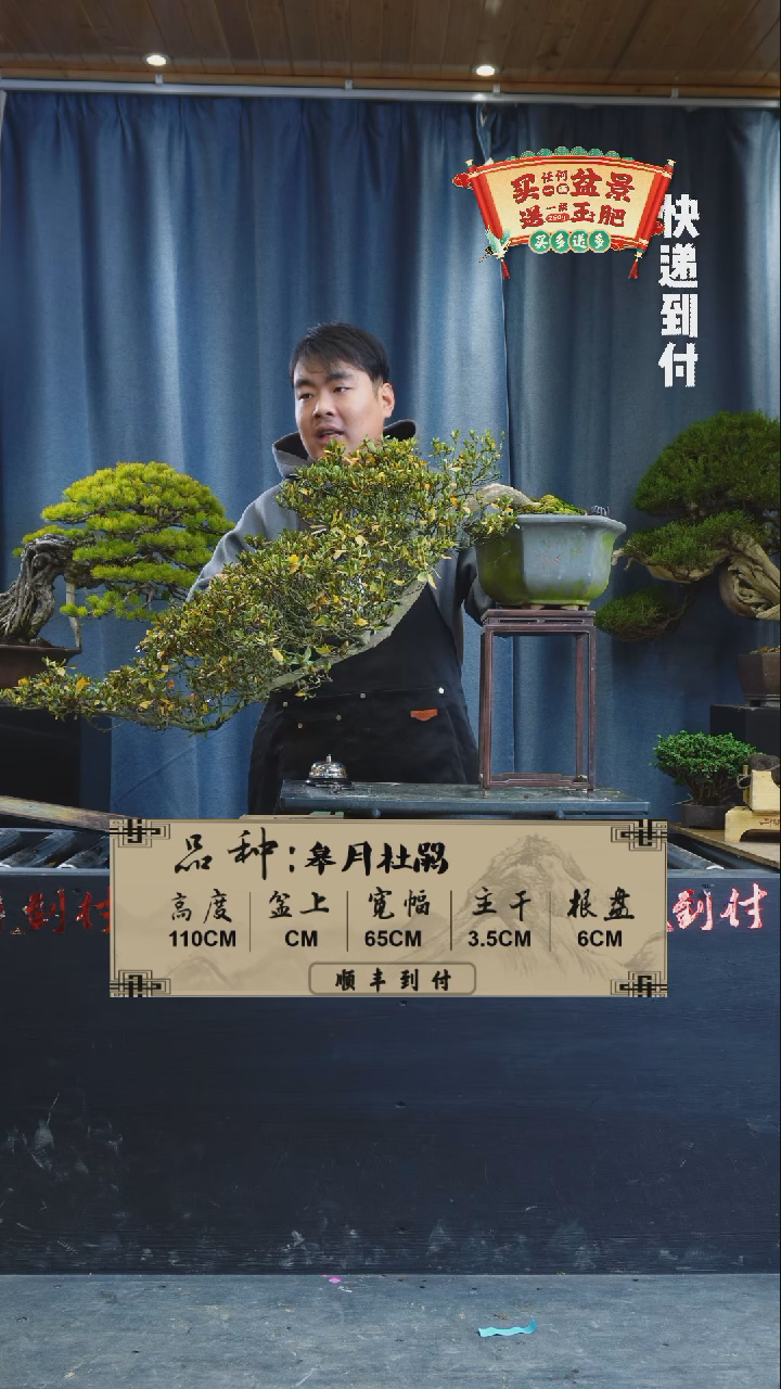 【闪购商品】1x136  杜鹃 不包邮