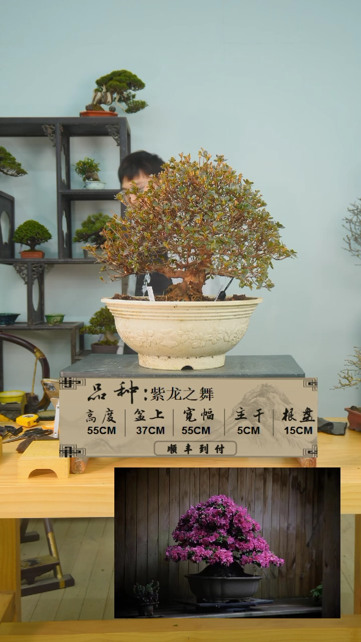 【闪购商品】1f347紫龙之舞bubaoyou