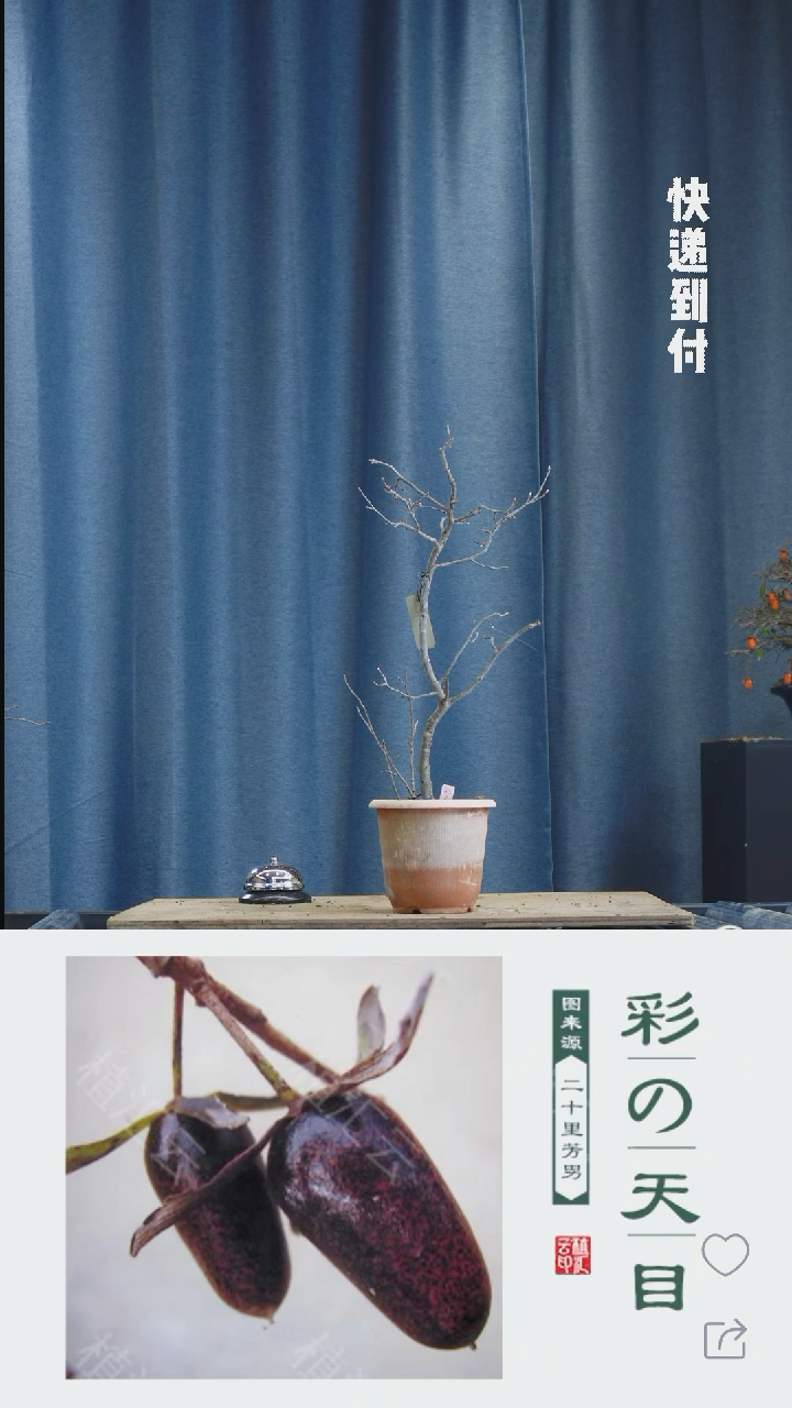 【闪购商品】1z038彩之天目