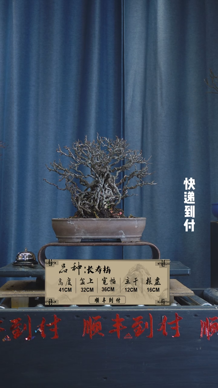 【闪购商品】1F852长寿梅 不包邮