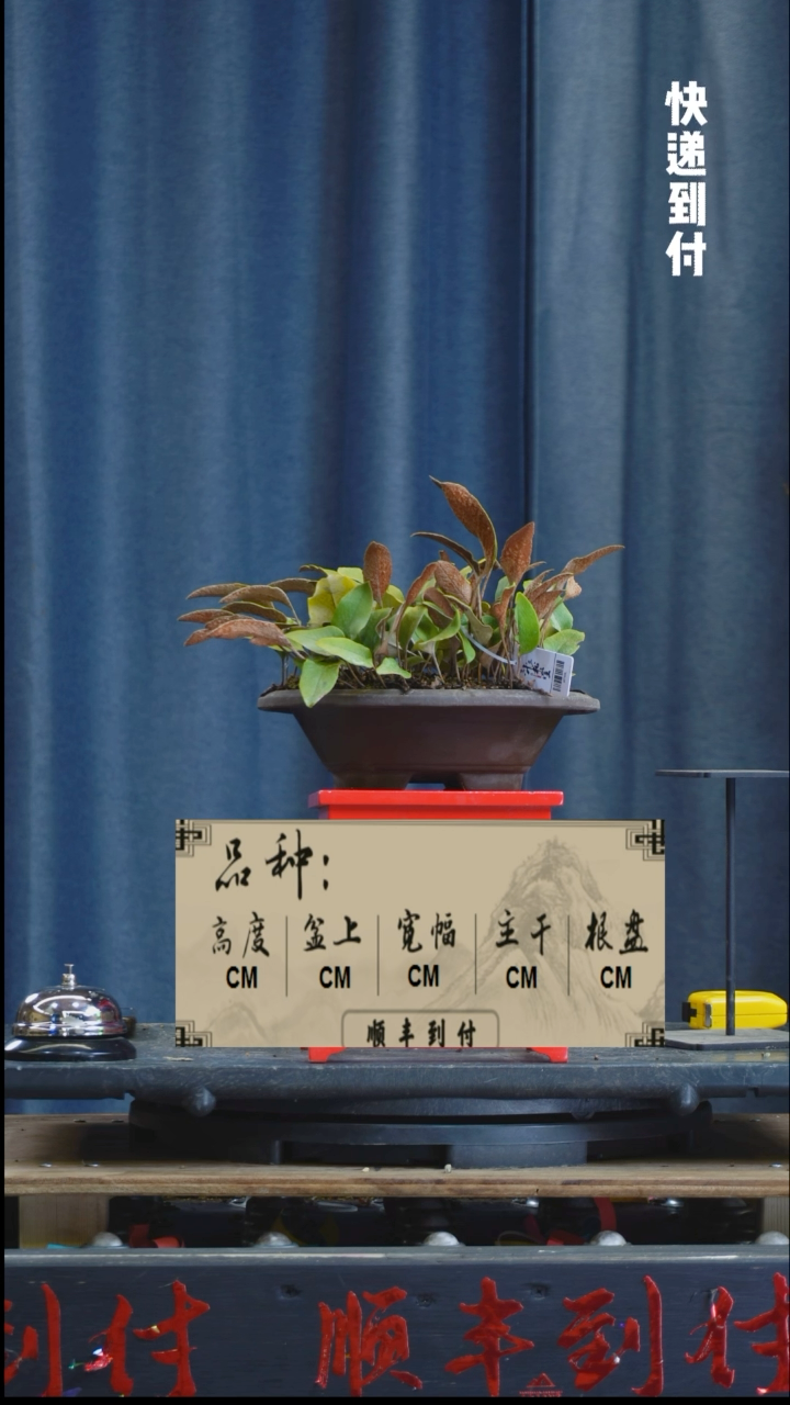 【闪购商品】1z371石伟