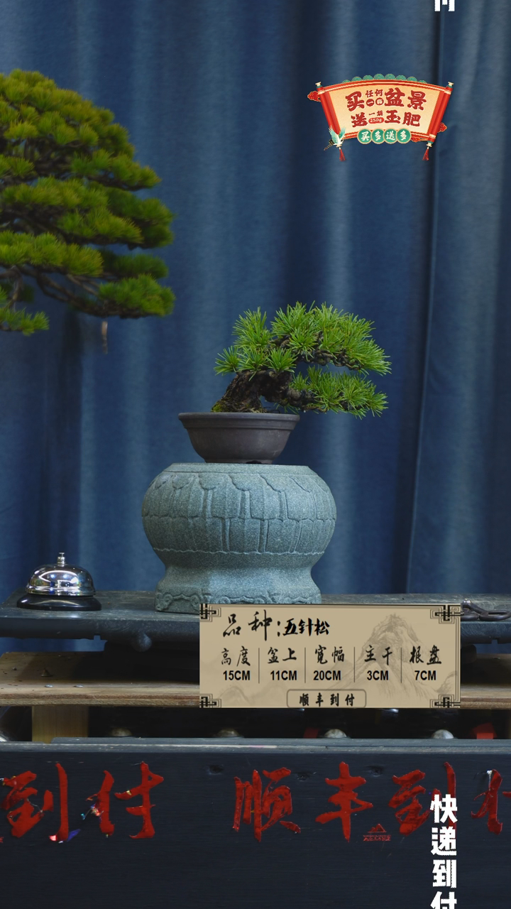 【闪购商品】1G877 五针松 不包邮
