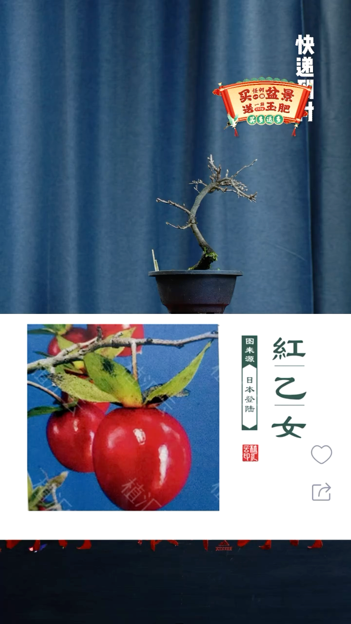 【闪购商品】1705老鸦