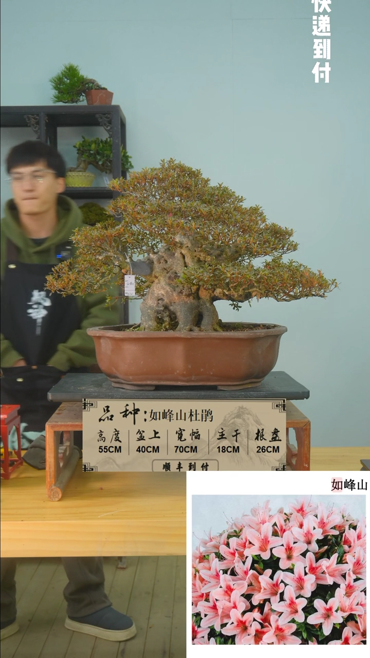 【闪购商品】1f244如峰山杜鹃bubaoyou