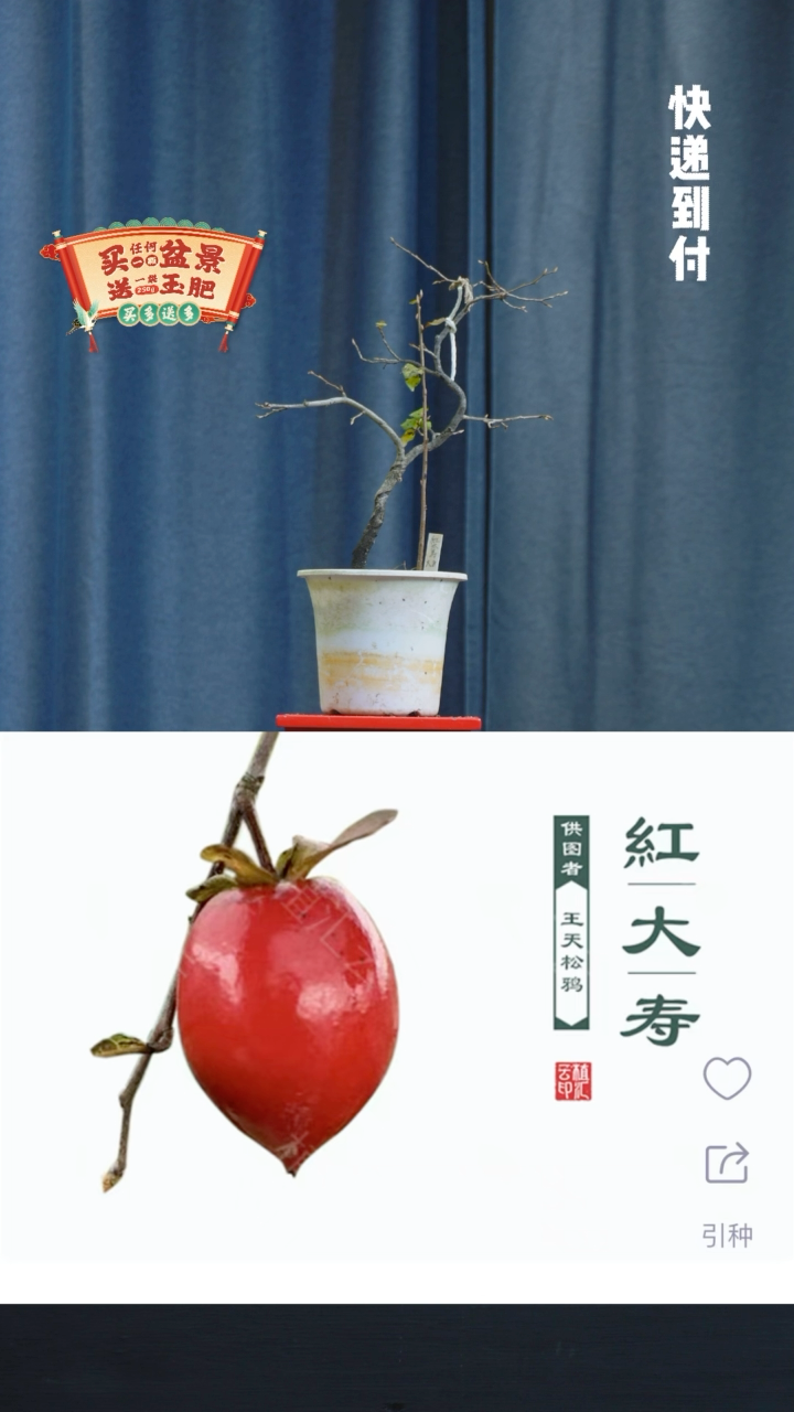 【闪购商品】1131红大寿老鸦