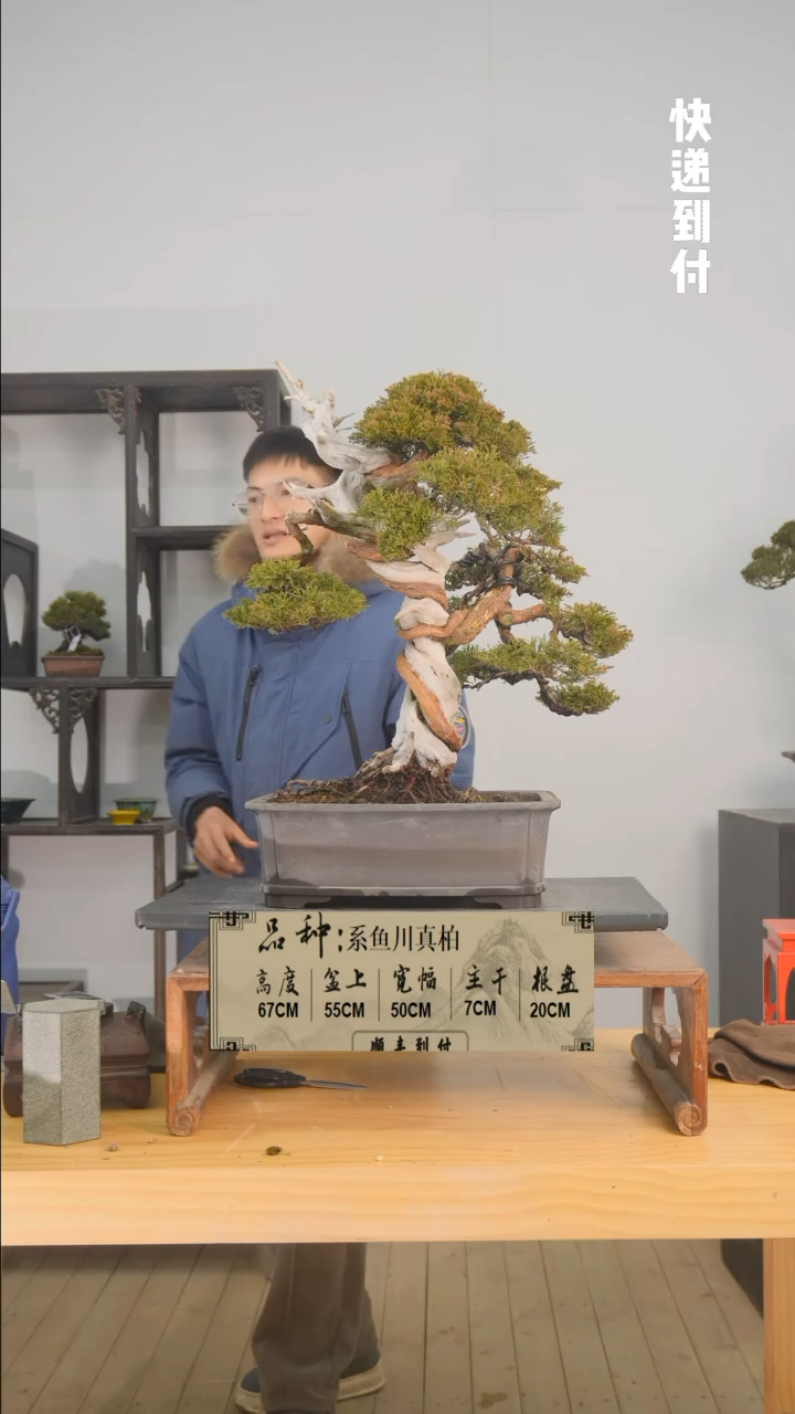 【闪购商品】1f171系鱼川真柏bubaoyou